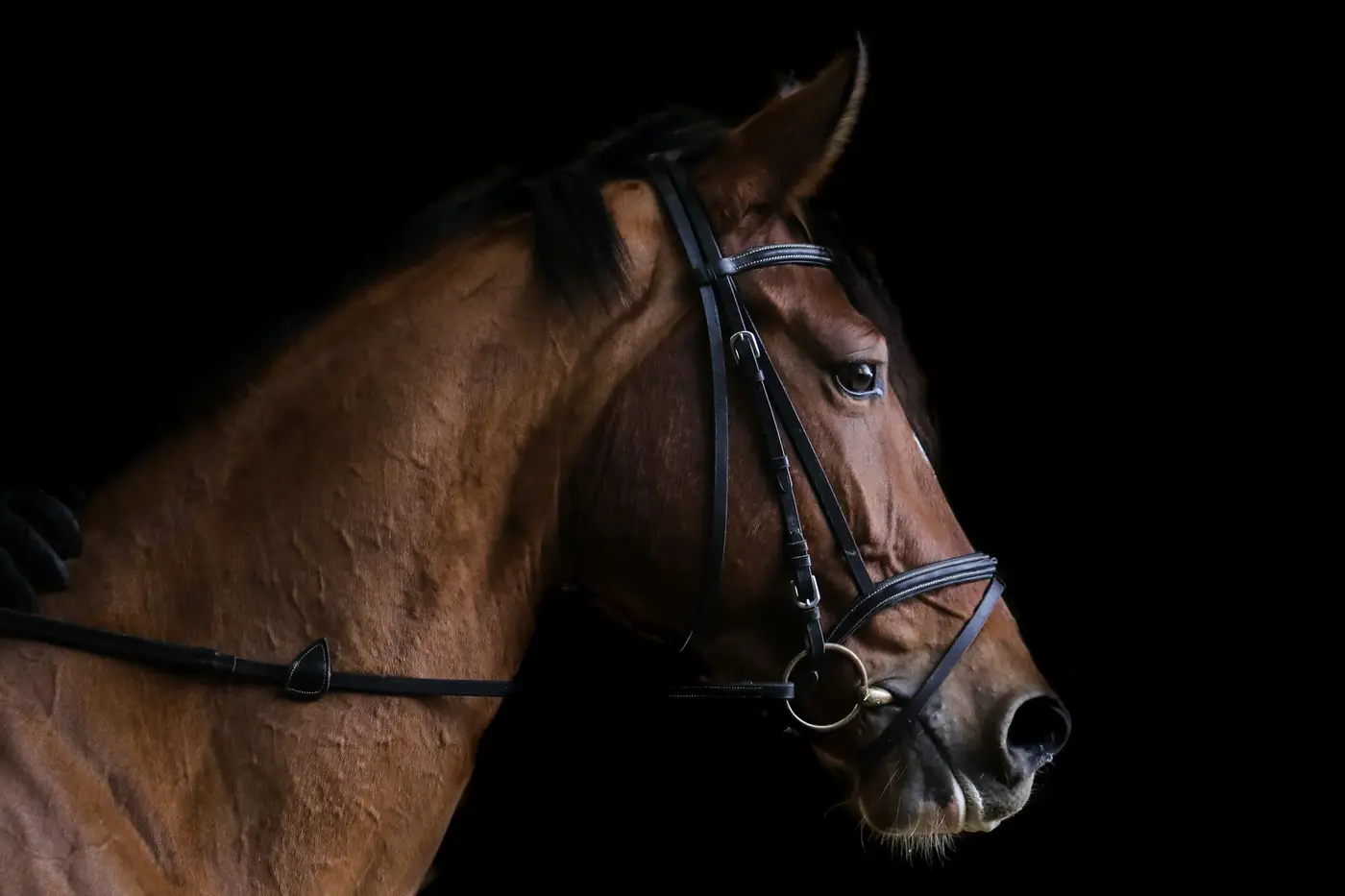 Projet crée par Cyril Gouv - Cheval d'Or